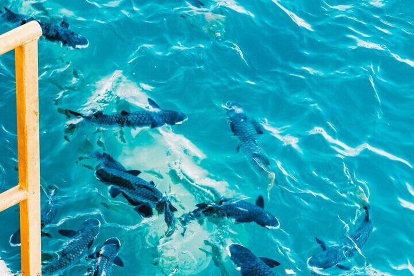 Fish Feeding Activity in Darwin