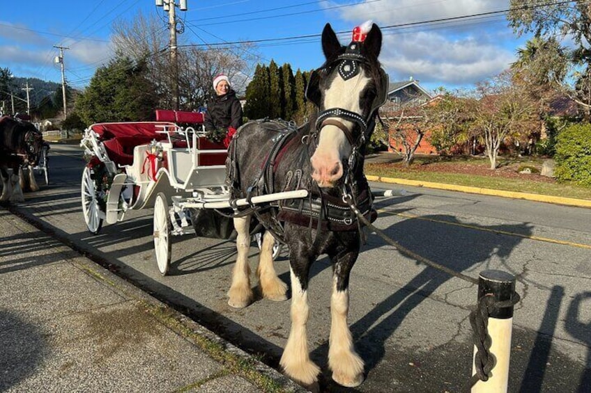 Old fashioned Horse Drawn Caroling Tour