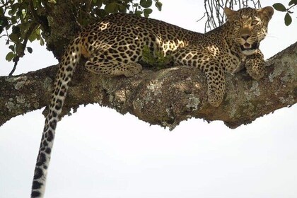 9 Days & 8 Nights Beach Holiday and Safari tour from Kenya