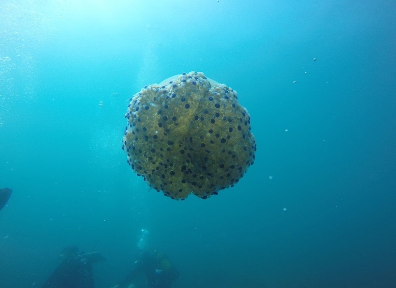 Picture 9 for Activity Catania: Scuba Diving motor boat