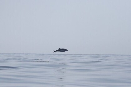Observing Dolphins in Faro