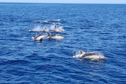 Observing Dolphins in Faro