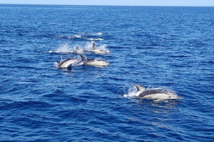 Observing Dolphins in Faro 