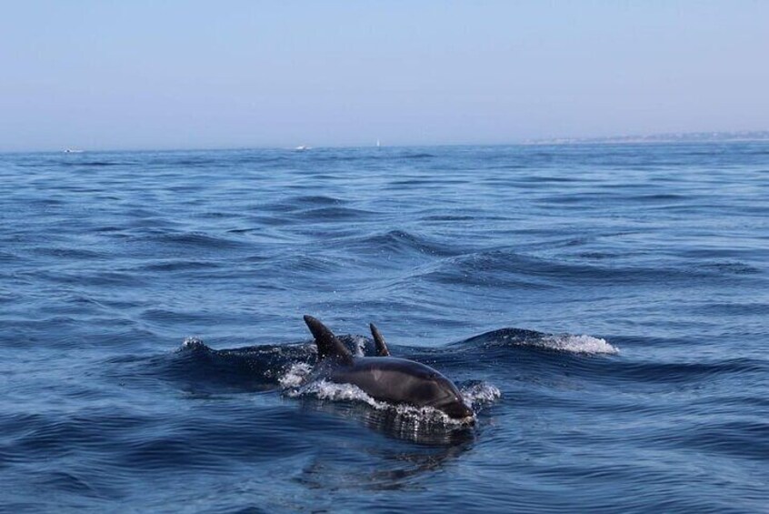 Observing Dolphins in Faro 