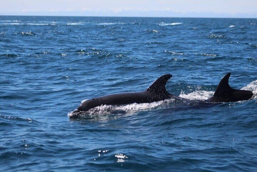 Observing Dolphins in Faro 