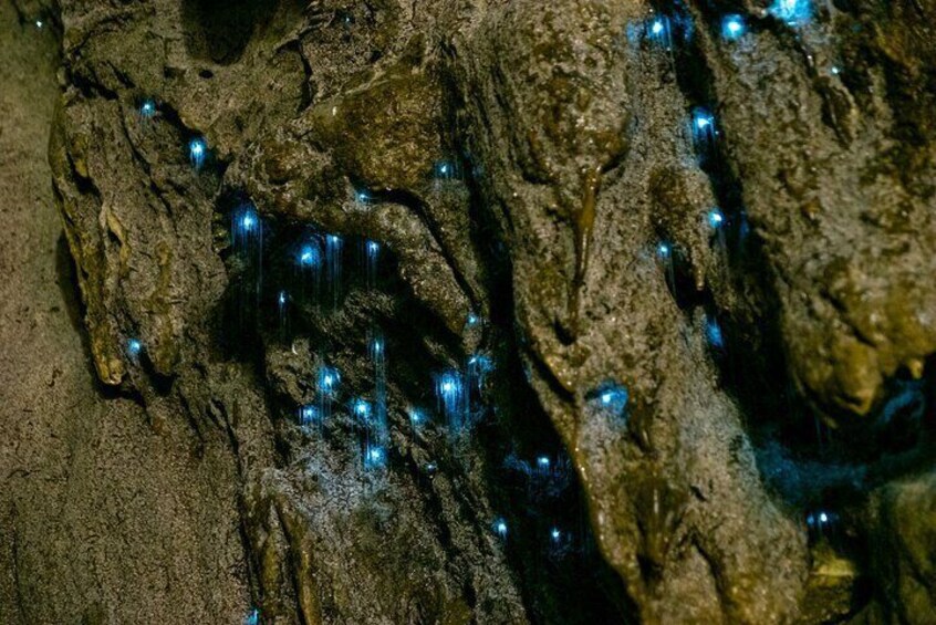 Mt Tamborine And Glow Worm Day Tour
