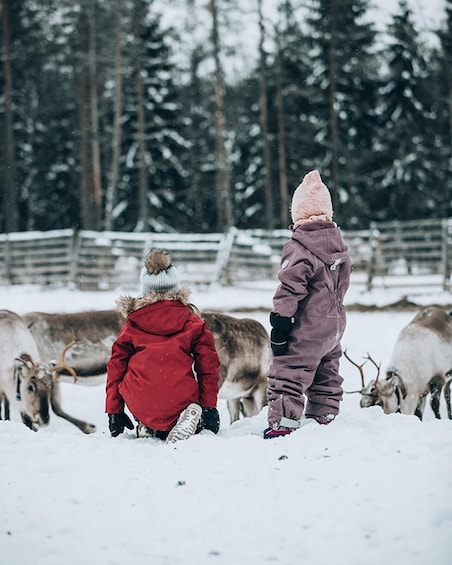 Picture 6 for Activity Kuusamo: Reindeer Farm Visit