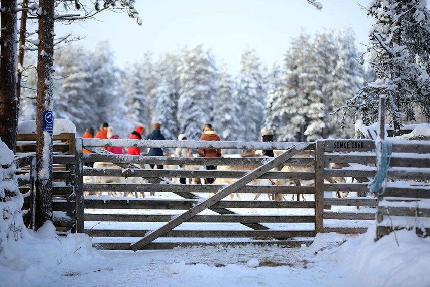 Picture 4 for Activity Kuusamo: Reindeer Farm Visit