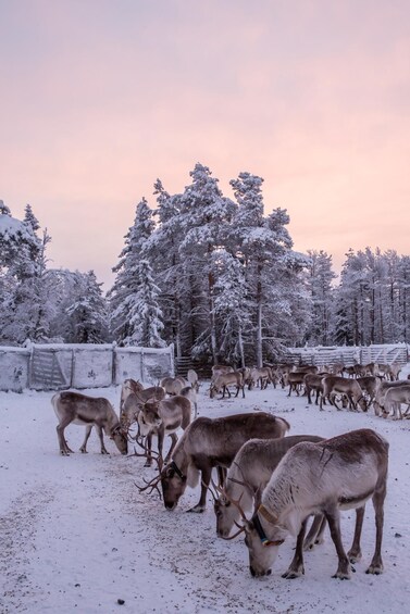 Picture 7 for Activity Kuusamo: Reindeer Farm Visit