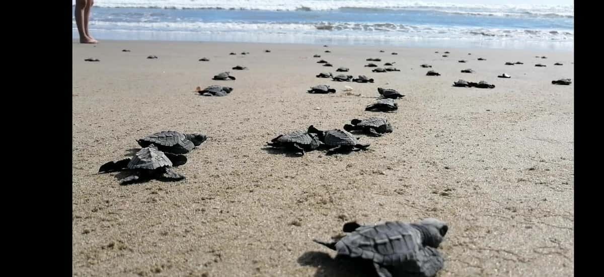 Picture 2 for Activity Ixtapa-Zihuatanejo: Turtle Release Tour.