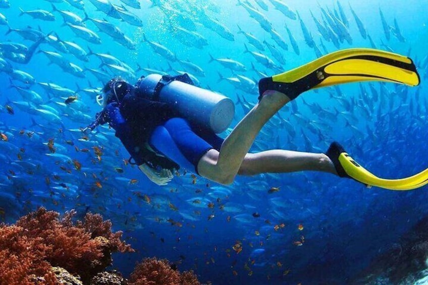 From Marsa Alam safari diving , Snorkeling and Watersports 