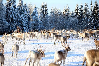 Kuusamo: Morning Feeding of Hundreds of Reindeer