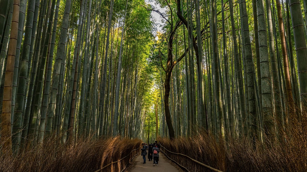 Kyoto Highlights: with Nijo Castle Ticket & Bamboo Forest