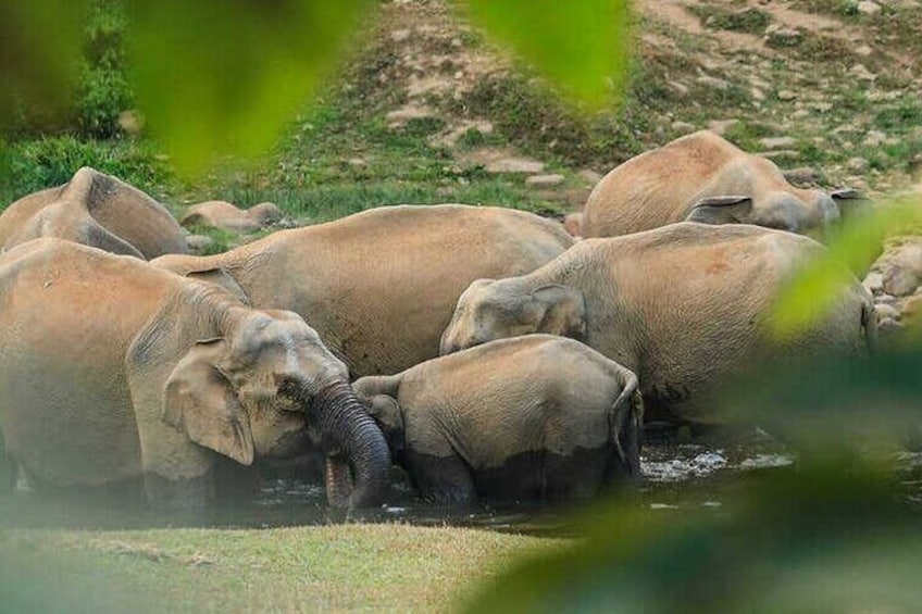 Wild Life Anakulam Jeep Safari