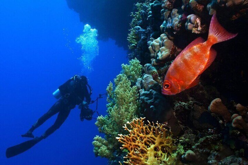 Beginner Scuba Diving Experience: Two Dives & Lunch – Marsa Alam