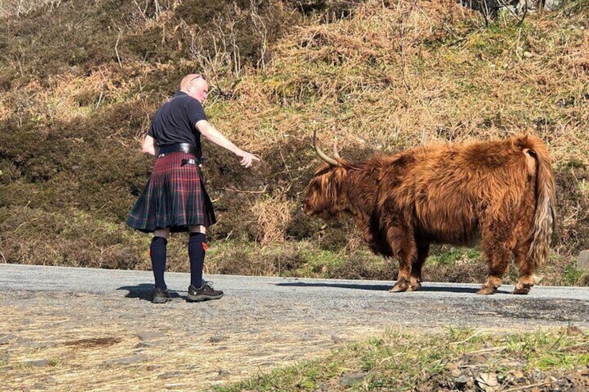 Traffic jam - Scotland style!