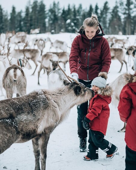 Picture 7 for Activity Kuusamo: World of Reindeer Safari