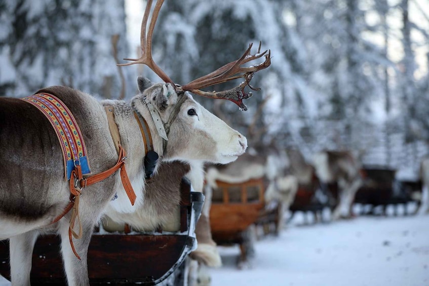 Kuusamo: World of Reindeer Safari