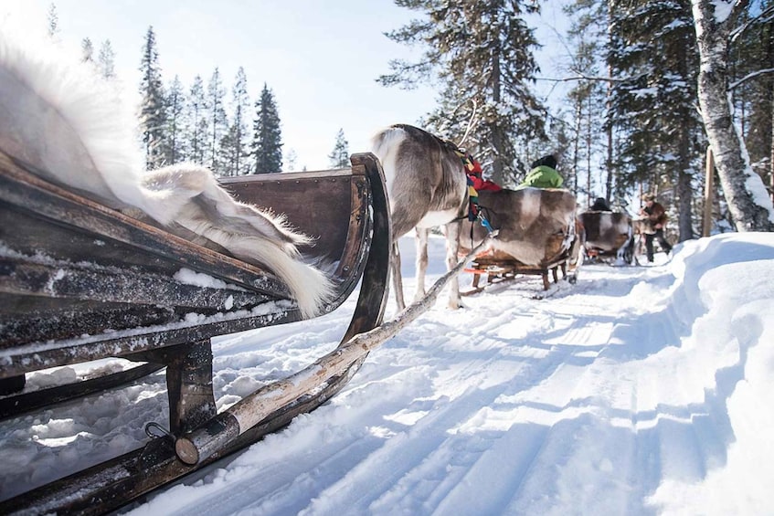 Picture 3 for Activity Kuusamo: World of Reindeer Safari