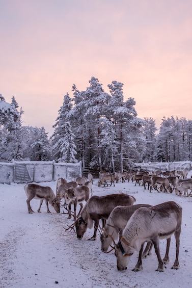 Picture 4 for Activity Kuusamo: World of Reindeer Safari