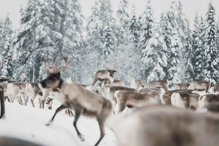 Picture 6 for Activity Kuusamo: World of Reindeer Safari