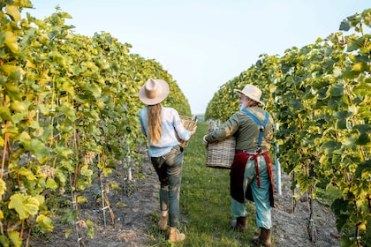 4-Day Exclusive Mendoza Harvest Experience & Gaucho Sunset Ride