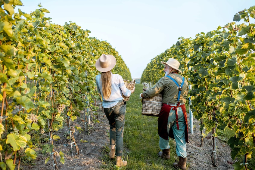 4-Day Exclusive Mendoza Harvest Experience & Gaucho Sunset Ride