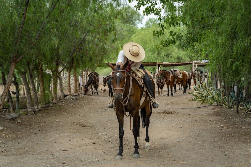 4-Day Exclusive Mendoza Harvest Experience & Gaucho Sunset Ride