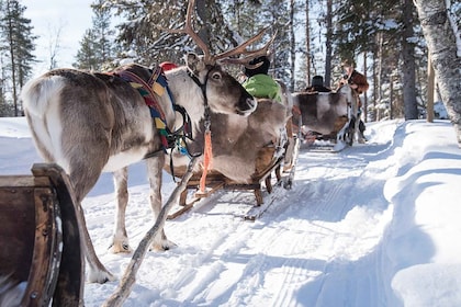 Kuusamo: Reindeer Sleigh Ride