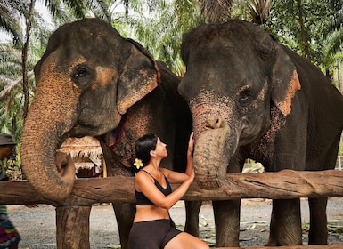 Krabi: Elephant Feeding Program