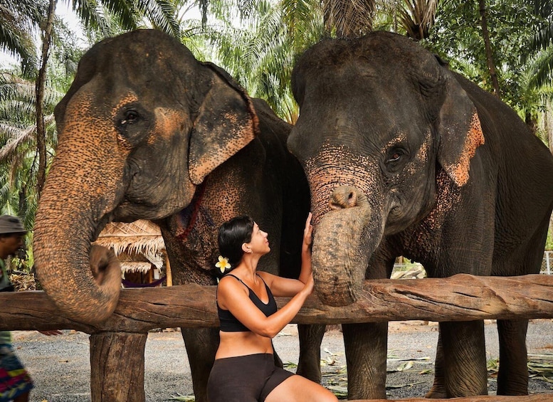 Krabi: Elephant Feeding Program