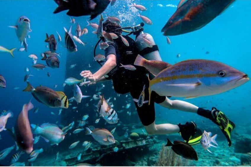 Discover Diving in Curaçao with Transportation Included