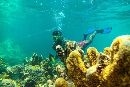 Dolphin and Snorkelling Activity to Mnemba from Nungwi