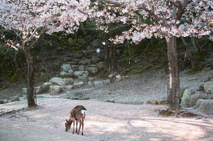 Hiroshima and Miyajima by Train: A Journey of Peace and Scenic Beauty