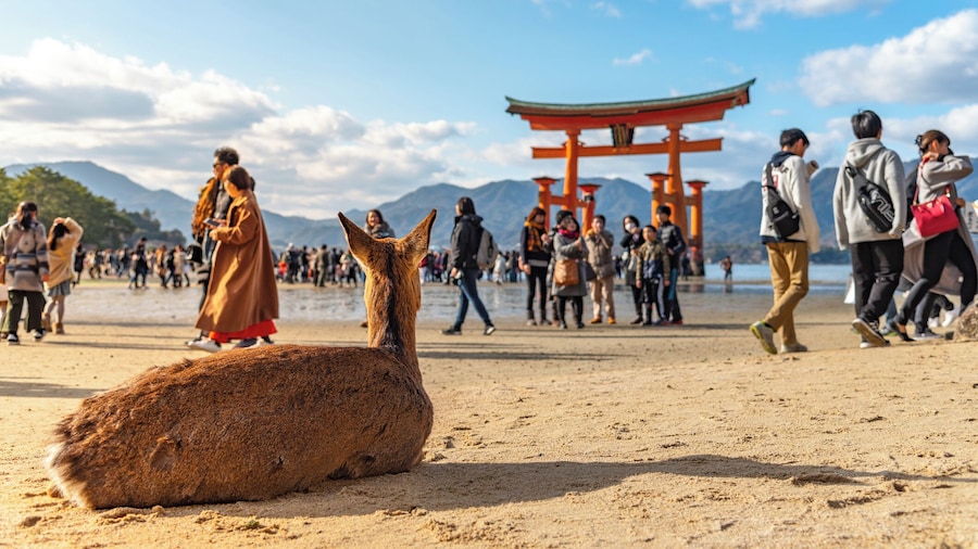 Hiroshima and Miyajima by Train: A Journey of Peace and Scenic Beauty