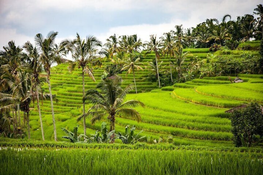 Tegalalang Rice Terrace