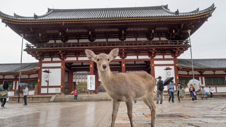 Kyoto Day Tour: Fushimi Inari Shrine, Nara Park, and Osaka City