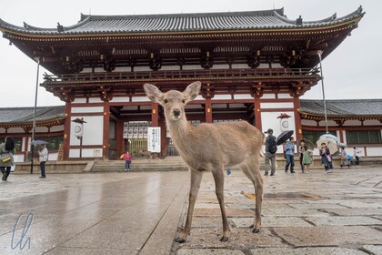 Fushimi Inari, Nara Park & Osaka fra Kyoto