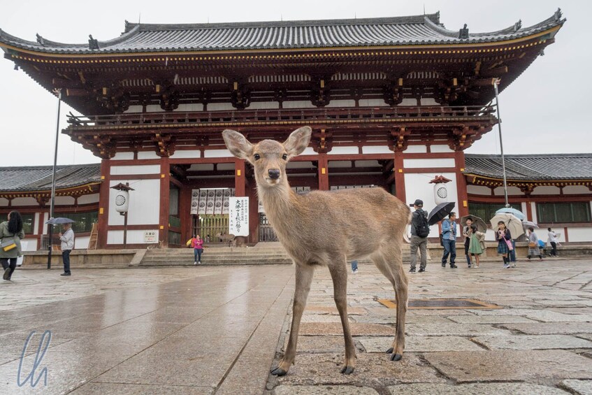 Kyoto Day Tour: Fushimi Inari Shrine, Nara Park, and Osaka City