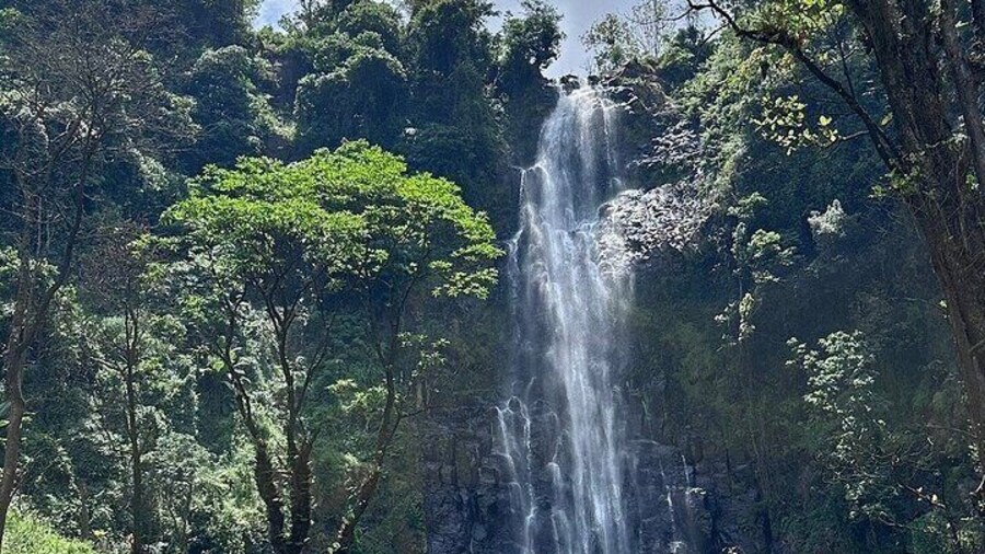 Daytrip Materuni Waterfalls Coffee tour and Kikuletwa Hot Springs