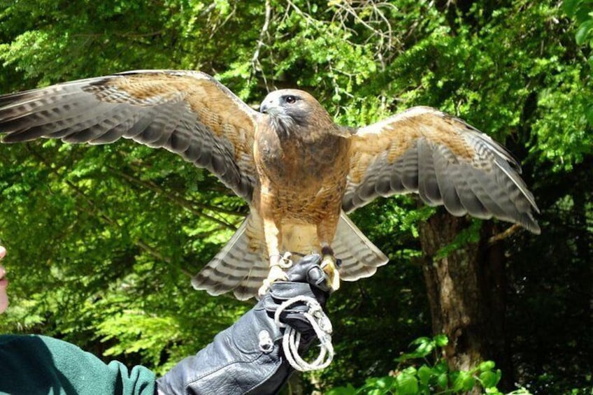 Premium Sitka Scenic Tour: Alaska Raptor Center, Fortress of the Bears,Totems!
