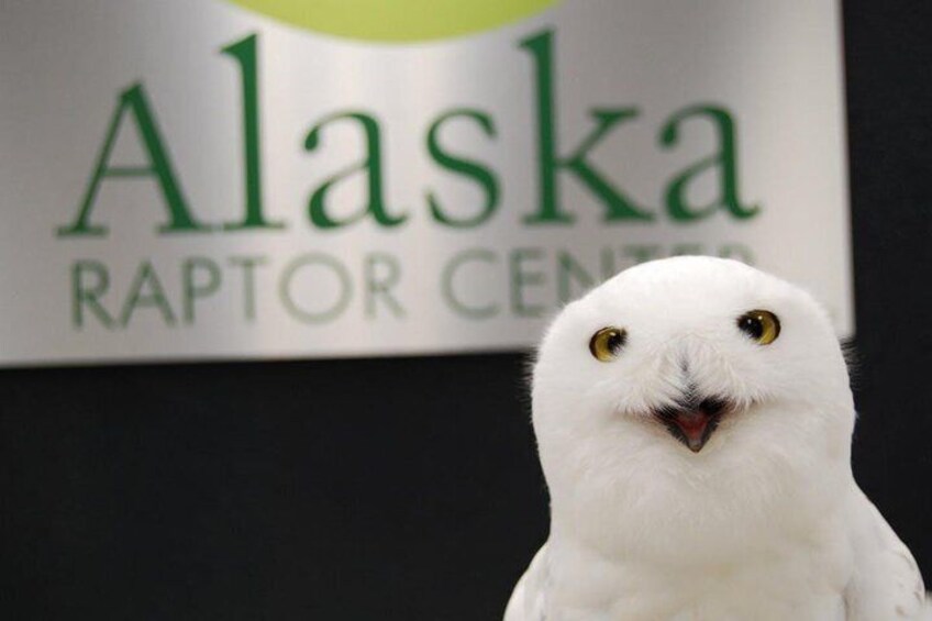 Premium Sitka Scenic Tour: Alaska Raptor Center, Fortress of the Bears,Totems!