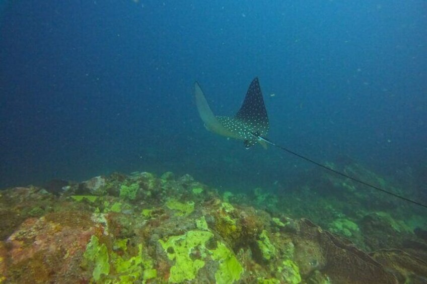 Snorkeling at Pigeon Island