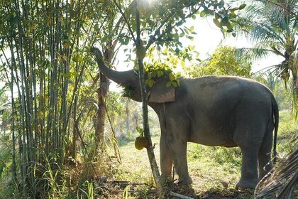 LIVING GREEN ELEPHANT SANCTUARY(Bangkok&Pattaya)