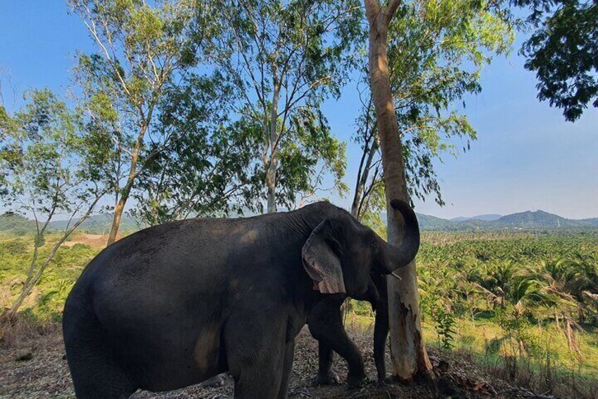 LIVING GREEN ELEPHANT SANCTUARY(Bangkok&Pattaya)