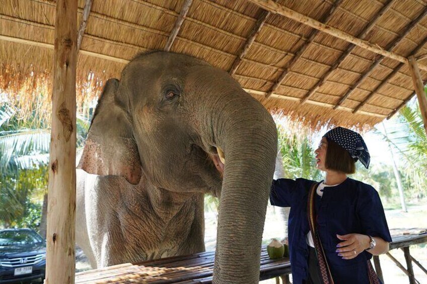 LIVING GREEN ELEPHANT SANCTUARY(Bangkok&Pattaya)