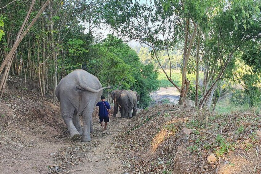 LIVING GREEN ELEPHANT SANCTUARY(Bangkok&Pattaya)