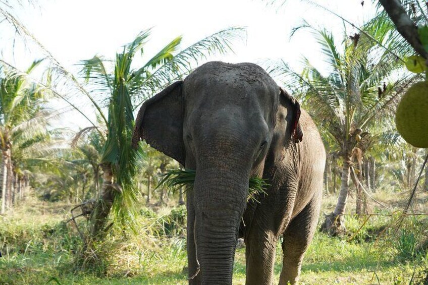 LIVING GREEN ELEPHANT SANCTUARY(Bangkok&Pattaya)