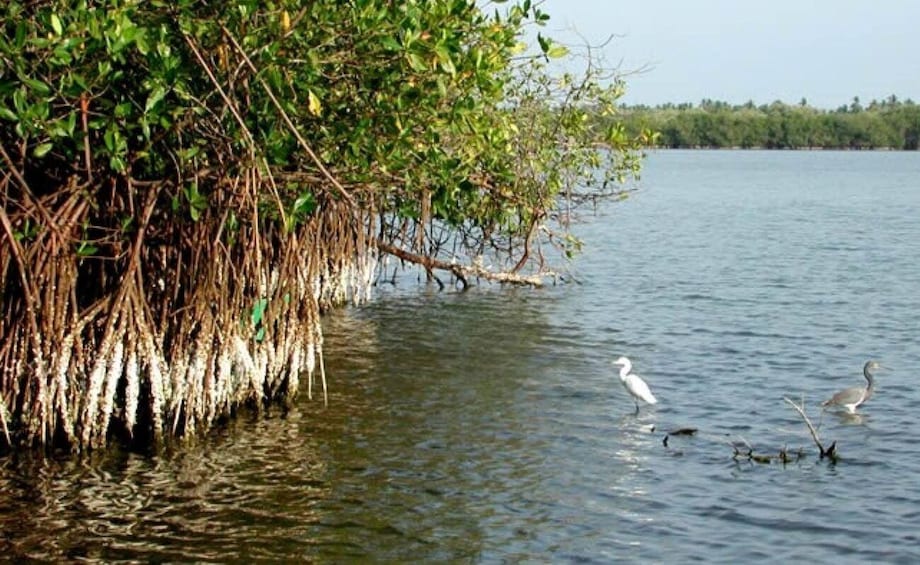 Ixtapa-Zihuatanejo: Barra de Potosi Scenic Lagoon Tour