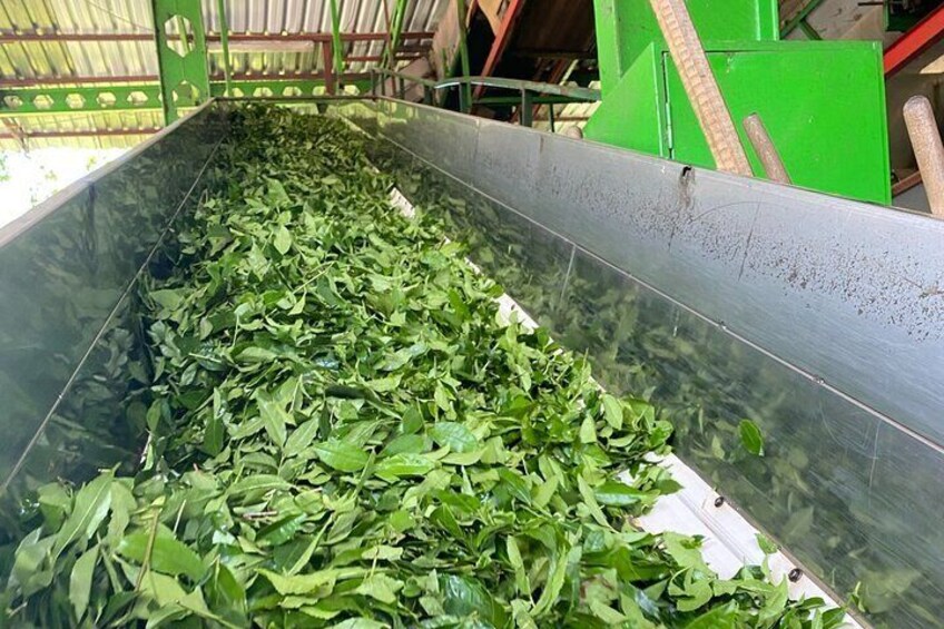 Trabzon Uzungol Nature Group Tour with Local Tea Tasting
